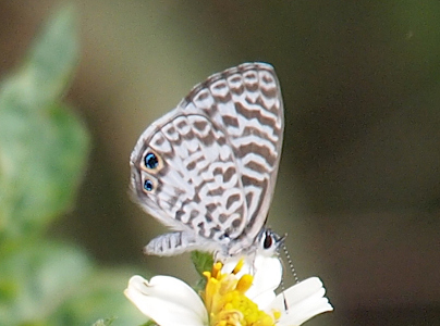 [The butterfly is perched on the yellow center of a flower with white petals. Its wings are together behind it with the white and brown body sticking out below the wings. It is similar in color and pattern to the Ceranus Blue except there are two dark spots rimmed with light blue and orange, and there is slightly less pattern marks on the wings.]